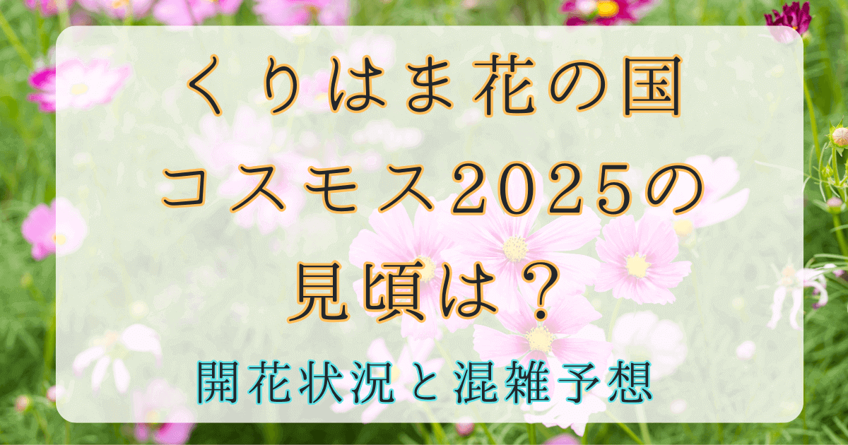 くりはま花の国コスモス2025の見頃は？開花状況と混雑予想