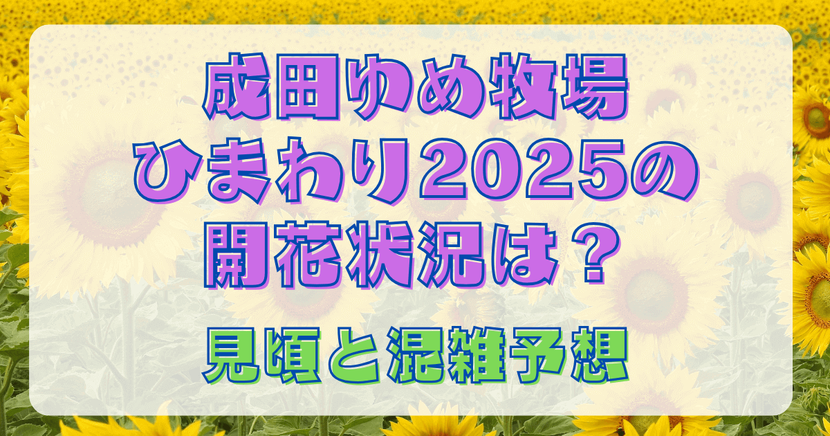 成田ゆめ牧場ひまわり2025の開花状況は？見頃と混雑予想