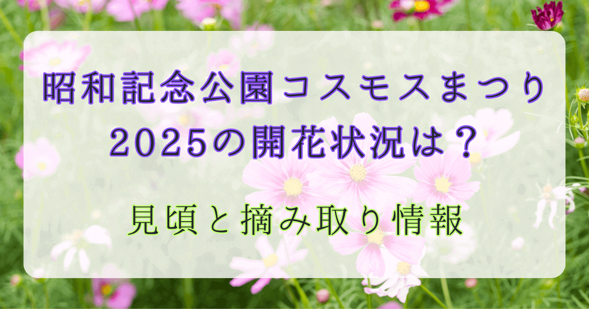 昭和記念公園コスモスまつり2025の開花状況は？見頃と摘み取り情報