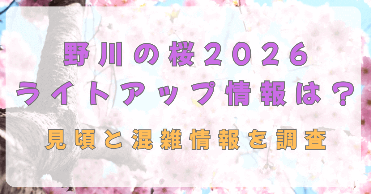 野川の桜2026ライトアップ情報は？見頃と混雑情報を調査